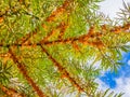 Branches of sea buckthorn over blue sky, bottom view