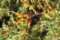 Branches of sea-buckthorn with yellow berry and green leaves