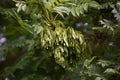 Branches with seeds of Fraxinus Excelsior tree. Royalty Free Stock Photo