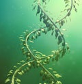 Branches shaped like a double helix Royalty Free Stock Photo