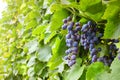 Branches of Shiraz grapes growing in the garden.