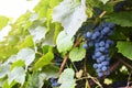 Branches of Shiraz grapes growing in the garden.