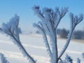 Large Ice Crystals in Waterloo Region Royalty Free Stock Photo