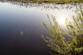 Branches of a shrubbery with young green leaves on the background of a blue pond, a reflection of the sun in the water