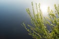 Branches of a shrubbery with young green leaves on the background of a blue pond, a reflection of the sun in the water