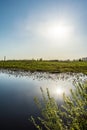 Branches of a shrubbery with young green leaves on the background of a blue pond, a reflection of the sun in the water Royalty Free Stock Photo