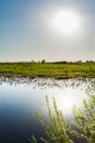 Branches of a shrubbery with young green leaves on the background of a blue pond, a reflection of the sun in the water