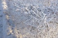 Hoarfrost on the crowns of shrubs