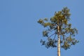 Branches of single high pine tree Pinus L. against the clear blue sky.