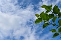 Branches in the sky