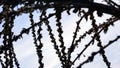 Branches and sky.