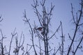 branches sky landscape tree bird seeds bullfinch food for birds light winter blue