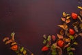 Branches with small colorful autumn leaves Spiraea Vanhouttei  and  fruit of  Physalis on  wooden  board of  red-brown color.  F Royalty Free Stock Photo