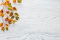 Branches with small colorful autumn leaves Spiraea Vanhouttei on white wooden background with empty space for text or image. Flat