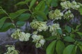 Branches of small - leaved elm Royalty Free Stock Photo