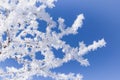 Branches of a small shrub in ice crystals against a blue sky Royalty Free Stock Photo