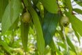 Unripe Rose Apples On Tree