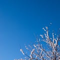 Branches in the snow against the blue sky. Snowy winter Royalty Free Stock Photo