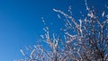 Branches in the snow against the blue sky. Snowy winter Royalty Free Stock Photo