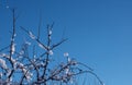 Branches in the snow against the blue sky. Snowy winter Royalty Free Stock Photo