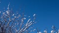 Branches in the snow against the blue sky. Snowy winter Royalty Free Stock Photo