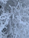 Branches of a snow-covered tree Royalty Free Stock Photo