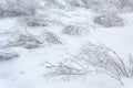 Branches in snow field bent down by ice storm Royalty Free Stock Photo