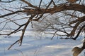 The branches in snowy winter