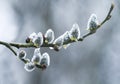 branches soft fluffy willow buds covered with rain drops blooming in early spring Royalty Free Stock Photo