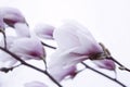 Branches of Softness white and pink saucer magnolia flowers. Beautiful spring outdoors landscape.