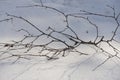Branches in the sparkling snow Royalty Free Stock Photo