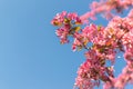 A branches of spring blooming apple tree with bright pink flowers blooms in the park against a background of blue sky. Close-up Royalty Free Stock Photo