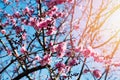 Branches of spring blooming tree with pink flowers Royalty Free Stock Photo