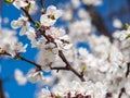 Branches of spring flowering apple tree with blue sky background Royalty Free Stock Photo