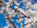 Branches of spring flowering apple tree with blue sky background Royalty Free Stock Photo