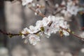 Branches of spring flowering apple tree with blurred background Royalty Free Stock Photo