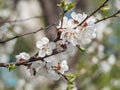 Branches of spring flowering apple tree with blurred background Royalty Free Stock Photo