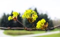 Branches of spring flowers of the Norway Maple. Blooming Norway Maple, Acer platanoides, flowers Royalty Free Stock Photo