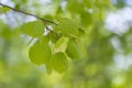 Branches with spring leaves common aspen Populus tremula, selective focus. Royalty Free Stock Photo