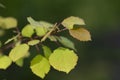 Branches with spring leaves common aspen Populus tremula, selective focus. Royalty Free Stock Photo