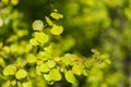 Branches with spring leaves common aspen Populus tremula, selective focus. Royalty Free Stock Photo