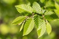 Branches with spring leaves common hornbeam Carpinus betulus, selective focus.