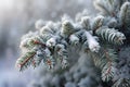 The branches of spruce covered with hoar frost, Winter background