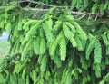 The branches of spruce