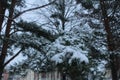 Branches of spruce pine covered with snow snow. winter landscape Royalty Free Stock Photo