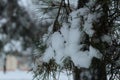 Branches of spruce pine in the snow. winter landscape trees in the park Royalty Free Stock Photo