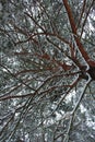 Branches of spruce pine in the snow. winter landscape trees in the park Royalty Free Stock Photo