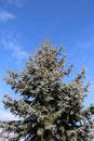 Branches spruce prickly, blue (Picea pungens Engelm.), which grows in nature Royalty Free Stock Photo