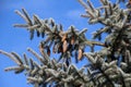 Branches spruce prickly, blue (Picea pungens Engelm.), which grows in nature Royalty Free Stock Photo