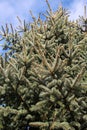 Branches spruce prickly, blue (Picea pungens Engelm.), which grows in nature Royalty Free Stock Photo